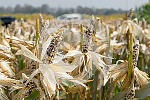 Close up corn field on crop plant for harvesting