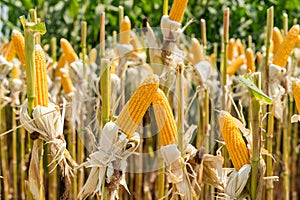 Close up corn field on crop plant for harvesting