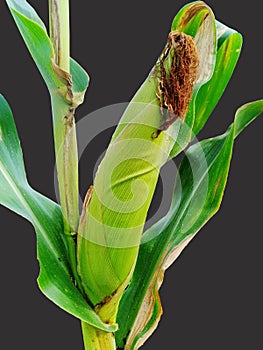 Close - up corn fruit on isolated black background