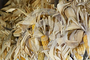 Close up corn garden in garden, Thailand