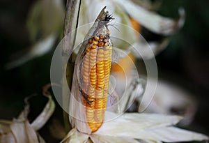 Close up corn garden in garden, Thailand