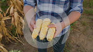 close up corn in hands, the simple life on the farm. profession farmer plant grower, the farmer stands in a corn field