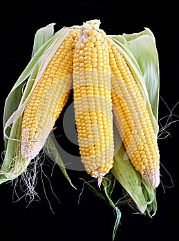 Close-up of corn organic vegetable food