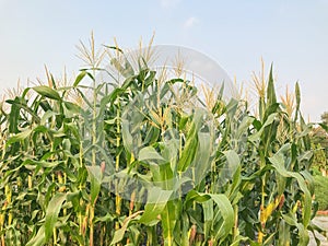 Corn plant in the garden