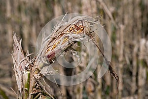 Close-up of a corn plant smashed by hail. The corn cob with the yellow seeds is opened. In the background a field with destroyed