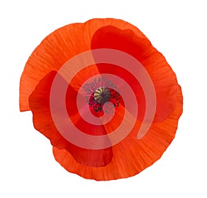 Close-up Corn Poppy (papaver rhoeas) Isolated with