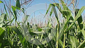 A close up of a corn sprouts