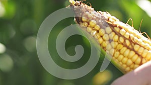 A close up of a corn sprouts