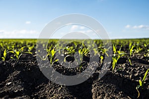 Close up on a corn sprouts. Maize seedling in fertile soil on the agricultural field with blue sky. Agriculture, healthy