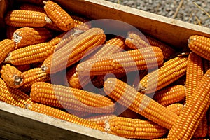 Close up Corn in a wooden box