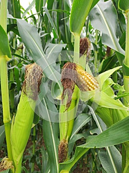 Close-up corncobs with cornsilks in cornfield in August