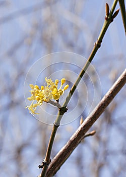 Close-up of Cornelian cherry dogwood flower. photo