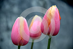 Close up of the corollas of three yellow pink tulips