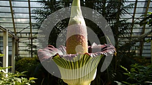 A closeup of a Corpse Flower in bloom showcasing its unique and striking appearance The flowers large fleshy petals are a photo