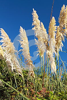 Close up of cortaderia rising up in blue sky on atlantic coast