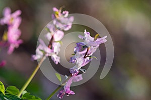 Close up of a corydalis wild flower on natural dark blackground