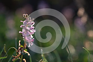 Close up of a corydalis wild flower on natural dark blackground