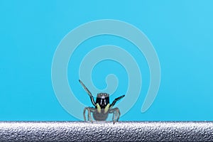 Close-up of a Corythalia spider against a blue background