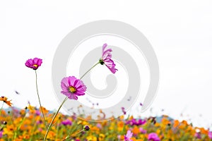 Close up Cosmos bipinnatus most beautiful