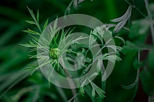 Close up of cosmos bud  flower with green background