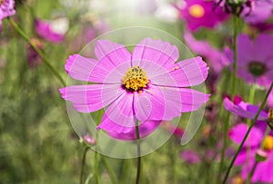 Close up of Cosmos flower