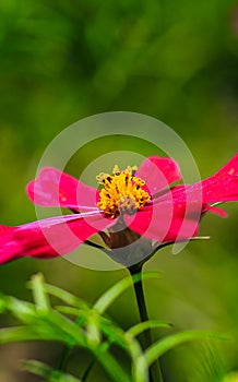 Close-up of cosmos flower Cosmos Bipinnatus. Beautiful cosmos flower with green background.