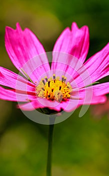 Close-up of cosmos flower Cosmos Bipinnatus. Beautiful cosmos flower with green background.