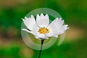 Close-up of cosmos flower Cosmos Bipinnatus. Beautiful cosmos flower with green background.