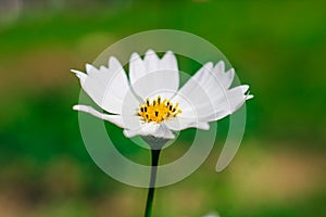 Close-up of cosmos flower Cosmos Bipinnatus. Beautiful cosmos flower with green background.