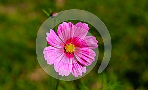 Close-up of cosmos flower Cosmos Bipinnatus. Beautiful cosmos flower with green background.