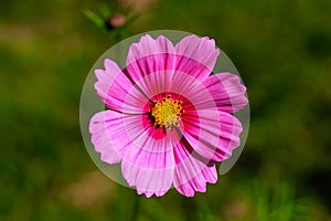 Close-up of cosmos flower Cosmos Bipinnatus. Beautiful cosmos flower with green background.