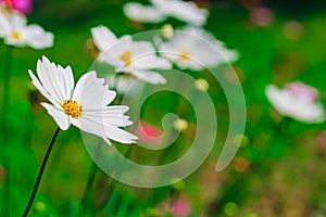 Close-up of cosmos flower Cosmos Bipinnatus. Beautiful cosmos flower with green background.