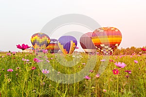 Close up cosmos flowers field with group hot air balloons background