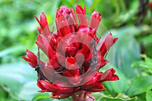 close up of costus barbatus