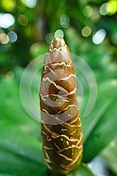 Close-up of Costus pulverulentus