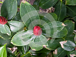 A close up of Costus woodsoniiÂ flower