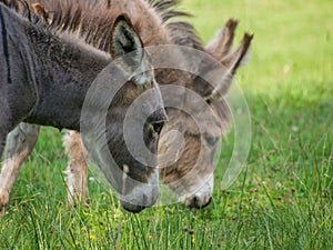 Close up of Cotentin Donkeys (Equus asinus) grazing in a green field