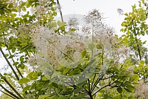 Close up of Cotinus coggygria `Golden Spirit`, Smoke Tree, feathery flowers and leaves with flat sky behind.