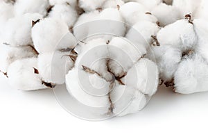 Close up of cotton bolls