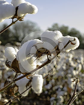 Close up of cotton bolls with blue sky