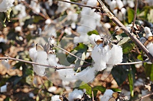 Close-up of cotton bolls on branch
