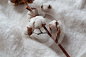 Close up of cotton branch with fluffy white cotton bolls on soft background.