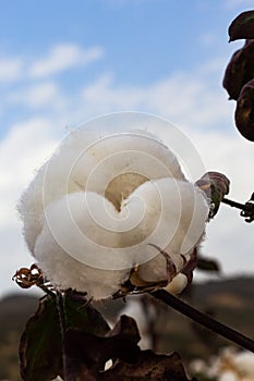 Close-up of a cotton flower. Cotton plantation