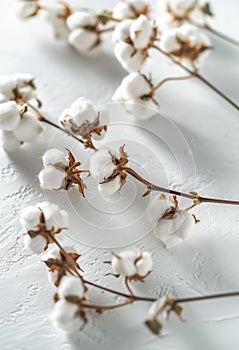Close Up of Cotton Flowers on Bed