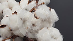 Close up of Cotton flowers on black background.no people .white color flower