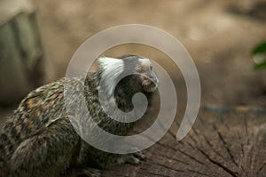 Cotton Head Tamarin