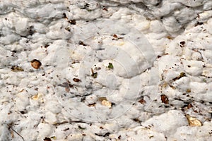 Close-up of a Cotton Module