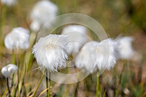 Close up of cotton plant flower heads in arctic Greenland photo