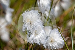 Close up cotton plant flower heads in arctic Greenland photo