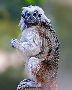 Close up of a cotton-top tamarin (Saguinus oedipus)